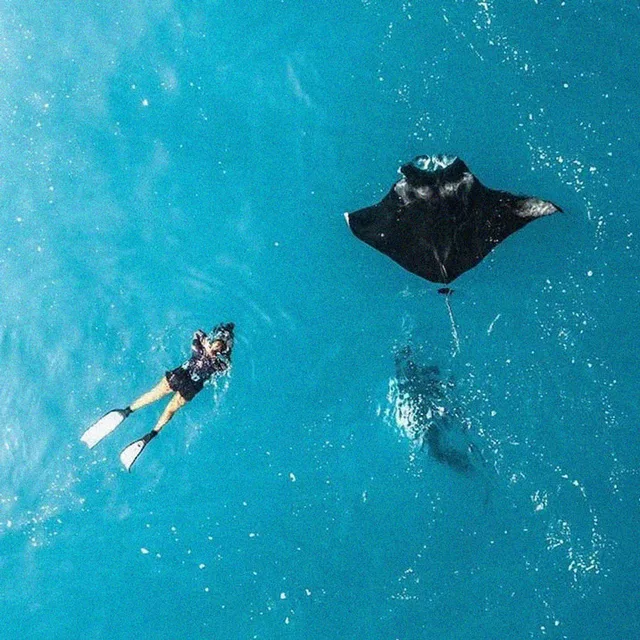 Snorkeller swimming beside a manta ray