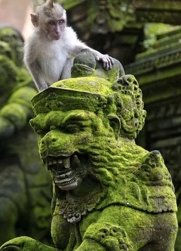 A monkey on a mossy temple statue, Ubud